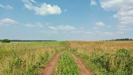 Fototapeta na wymiar country road between farm fields against blue sky on a sunny day