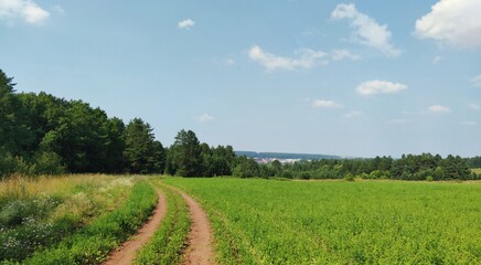 blue sky over a green field near the forest on a sunny day