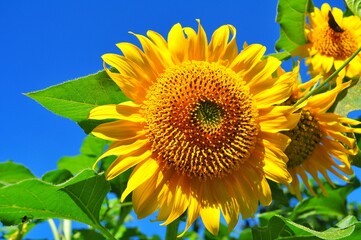 Field of blooming sunflowers. Nature background