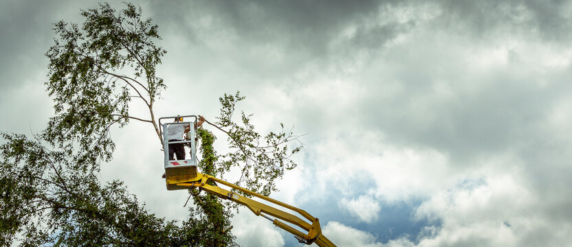 Unidentified arborist man in the air on yellow elevator, basket with controls, cutting off dead cherry tree