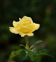 Beautiful and tender yellow rose close up in the garden
