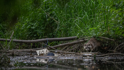 Waschbär in einem Kanal am Abend