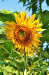 Field of blooming sunflowers. Nature background
