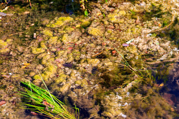 Green algae in water. Water pollution. Ecological problem