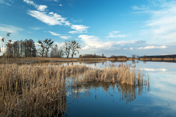 Dry reeds growing in a calm lake, white clouds on the blue sky