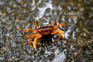 水辺のサワガニ