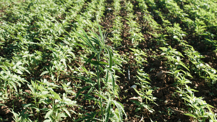 Cannabis hemp plants growing in the farm field with sun shining for cbd products.