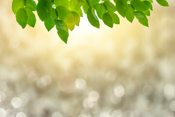 Green leaves, nature, blurry background with beautiful bokeh