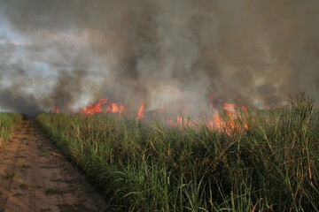 CANA-DE-AÇÚCAR