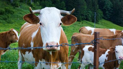 Fototapeta na wymiar Cattle in a Alpine mountain pasture. Grass fed cows are rich in Omega-3 fatty acids.
