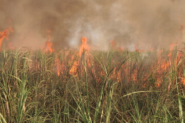 CANA-DE-A&Ccedil;&Uacute;CAR