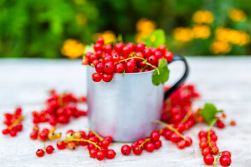 Red currant fruits on the garden table.