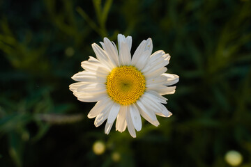 Marguerite from above