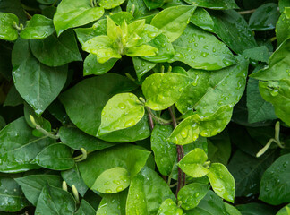 European honeysuckle branch with juvenile leaves