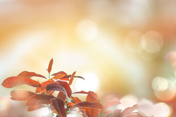 Red leaves, nature, blurred backgrounds with beautiful circular bokeh.