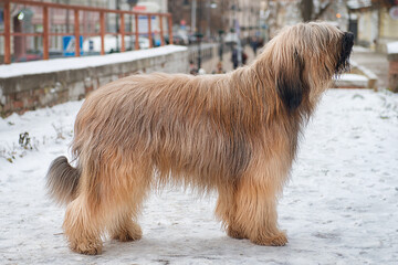 A briard dog stands in profile on a snowy city street on a winter day.