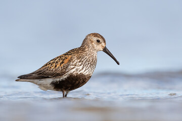 Dunlin in summer plumage during migration