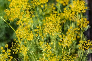 Dill. Umbelliferous Aromatic Eurasian Plant.  Organically grown dill in the soil. Organic farming in rural area 