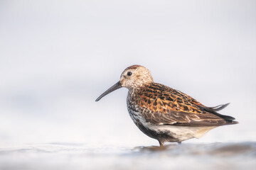 Dunlin in summer plumage during migration