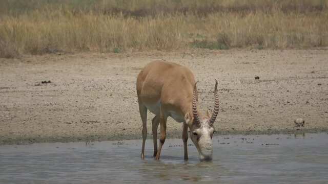 Kalmykia, nature reserve. A herd of saigas at a watering hole.