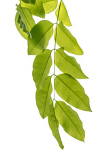 Multiply leaves green, nature, isolated white background