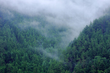雨の山林