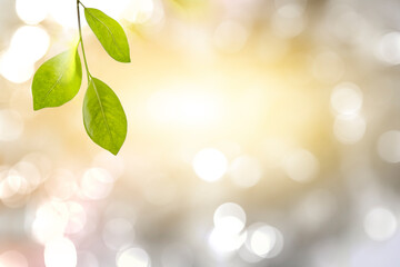 Green leaves, nature, blurred background with beautiful bokeh