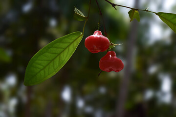 Fresh ripened rose apples ,chambakka on a tree