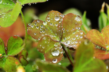 クローバーに水滴