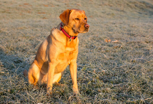 Fox Red Labrador Images Browse 377 Stock Photos Vectors And Video Adobe Stock