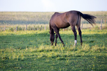 Horizontal rear profile view of brown horse seen grazing in its enclosure during a golden hour summer evening, Quebec City rural area, Quebec, Canada