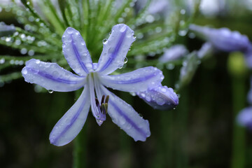 アガパンサスに水滴