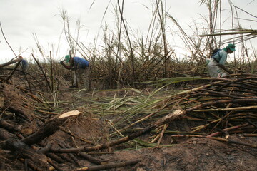 CANA-DE-AÇÚCAR