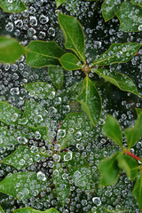 蜘蛛の巣に水滴