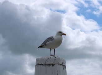 Black-backed-gull (Larus marinus)