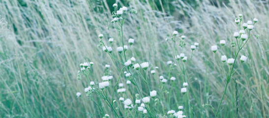 grass and white flowers in the sun, background 