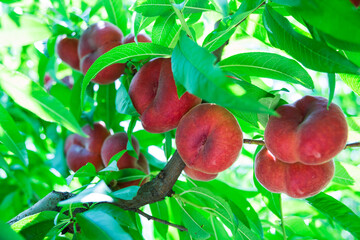 appetizing ripe red peaches paraguay on tree in garden