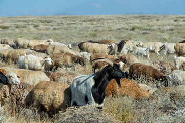 Herd of sheep, goats and cows, Tien Shan Mountains, Kazakhstan