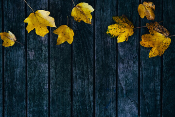 Yellow little autumn leaves over old grey wooden background.