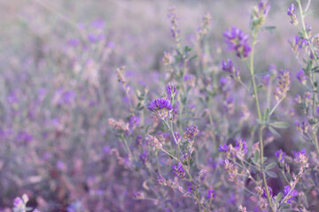 grass and violet flowers in the sun, background 