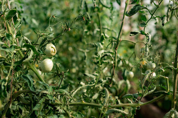 Green tomatoes in greenhouse.