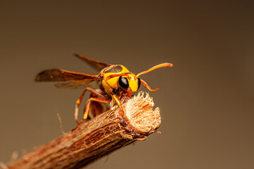 Black back mud-wasp is a common hornet in Southeast Asia. These hornets are poisonous in the bottom to be used to attack prey or invasive enemies.