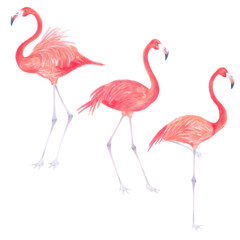 Watercolor realistic illustration of  flamingo bird . 