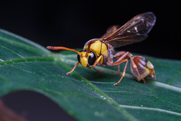 Black back mud-wasp is a common hornet in Southeast Asia. These hornets are poisonous in the bottom to be used to attack prey or invasive enemies.