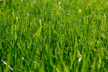 Fototapeta na wymiar Beautiful green lawn in park