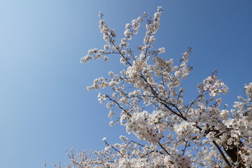 洗足池公園の春　桜と青空
