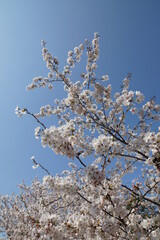 洗足池公園の桜と青空　春の日差し