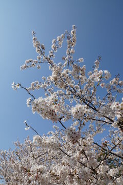 106 Best 洗足池公園 Images Stock Photos Vectors Adobe Stock