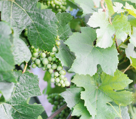 white wine grapes on a background of leaves