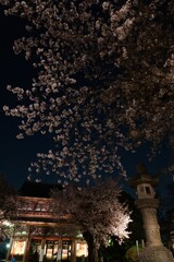 池上本門寺の夜桜　山門